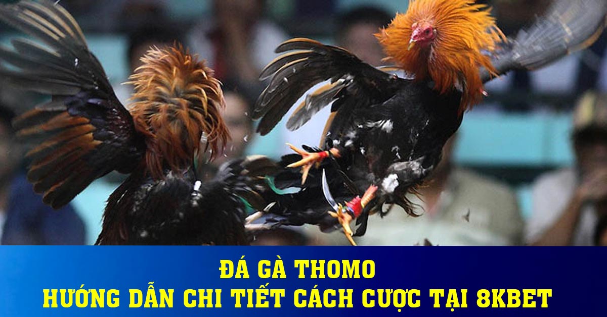 Đá gà thomo - Hướng dẫn chi tiết cách cược tại 8kbet