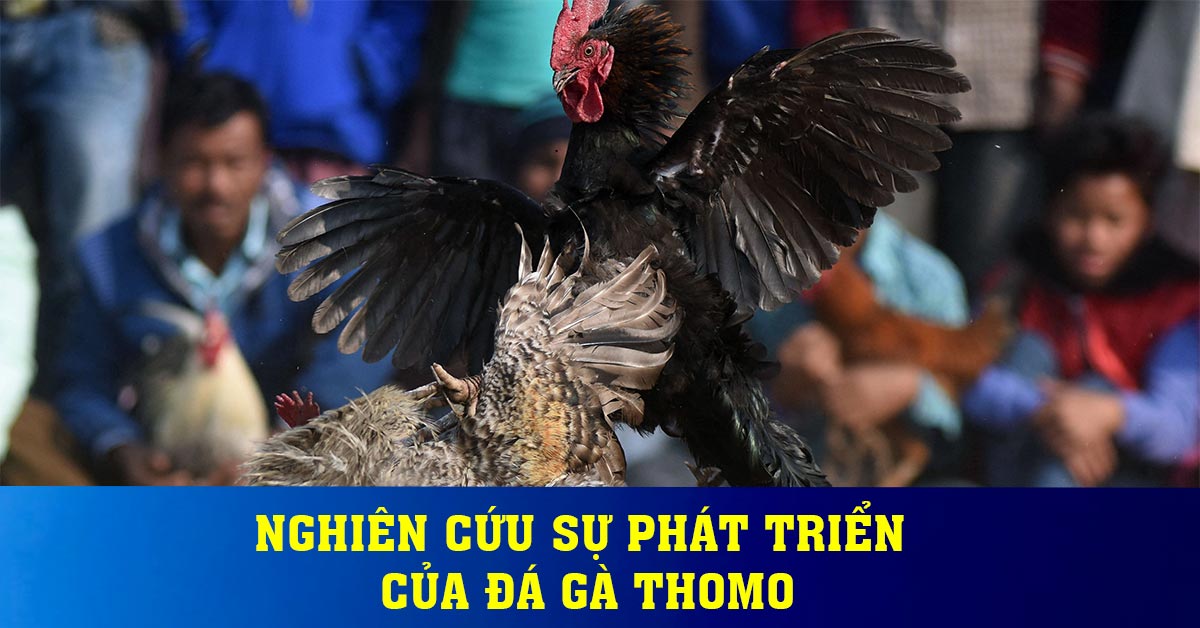 Nghiên cứu sự phát triển của đá gà Thomo