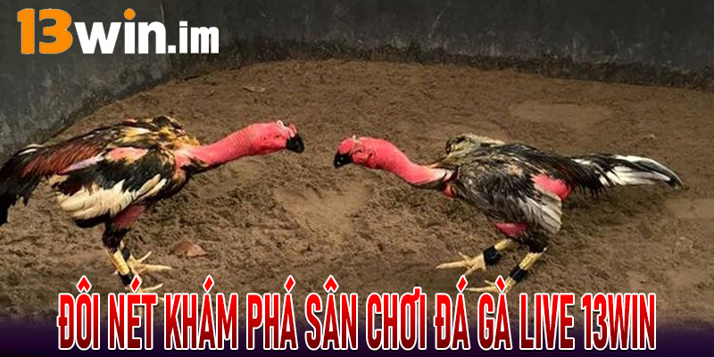 Đôi nét khám phá sân chơi Đá Gà Live 13win