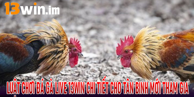 Luật chơi đá gà live 13win chi tiết cho tân binh mới tham gia
