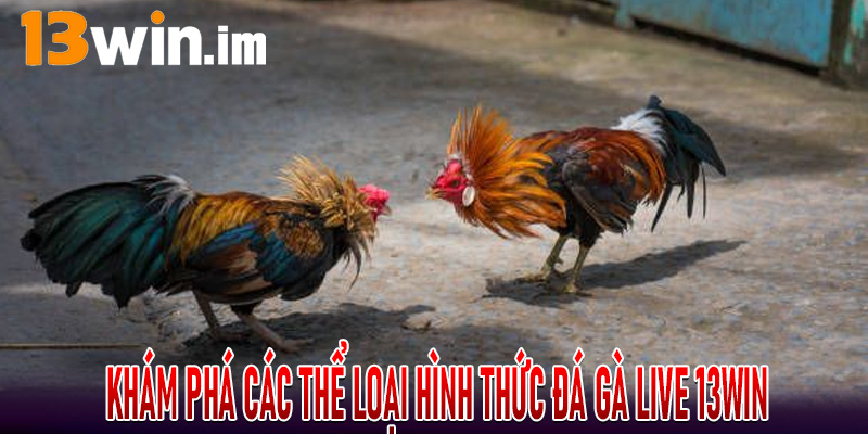Khám phá các thể loại hình thức Đá Gà Live 13Win siêu hot tại đây