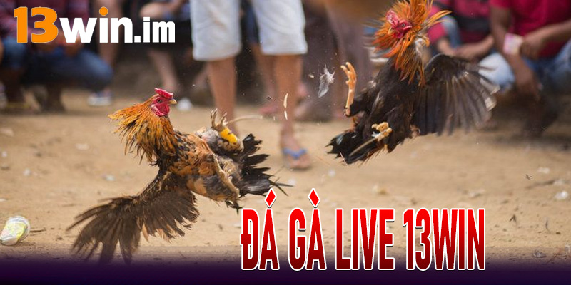 Đá Gà Live 13Win
